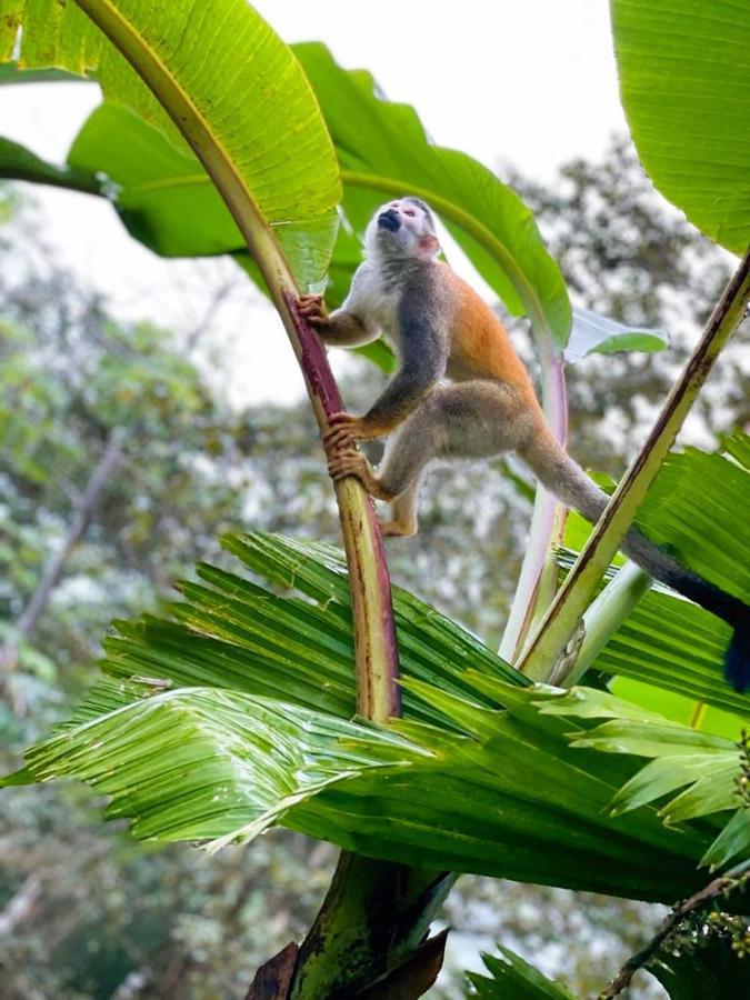 Suenos De Amor! Hermoso Y Acogedor Lugar Quepos Bagian luar foto