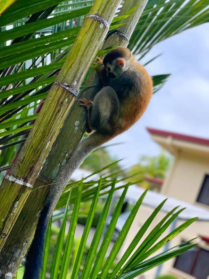 Suenos De Amor! Hermoso Y Acogedor Lugar Quepos Bagian luar foto